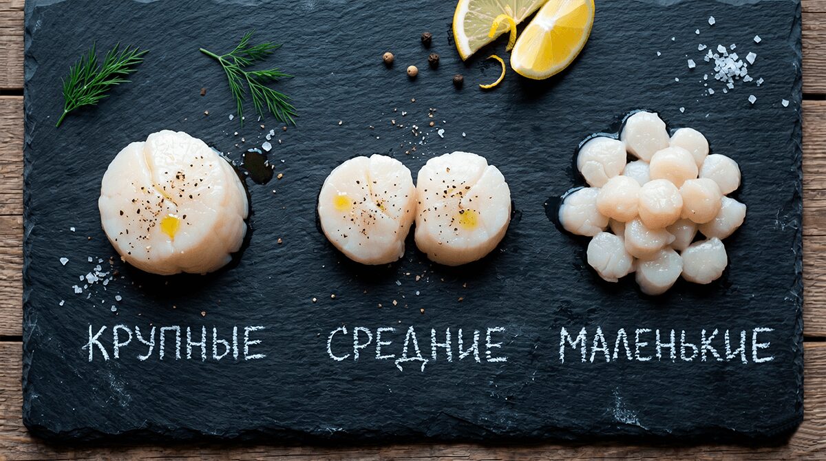 Сравнение размеров морского гребешка U/10, 20/30 и 40/60